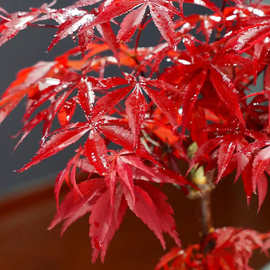 红枫盆景日本红舞姬树苗四季好养活室内桌面盆栽老桩耐寒观叶植物