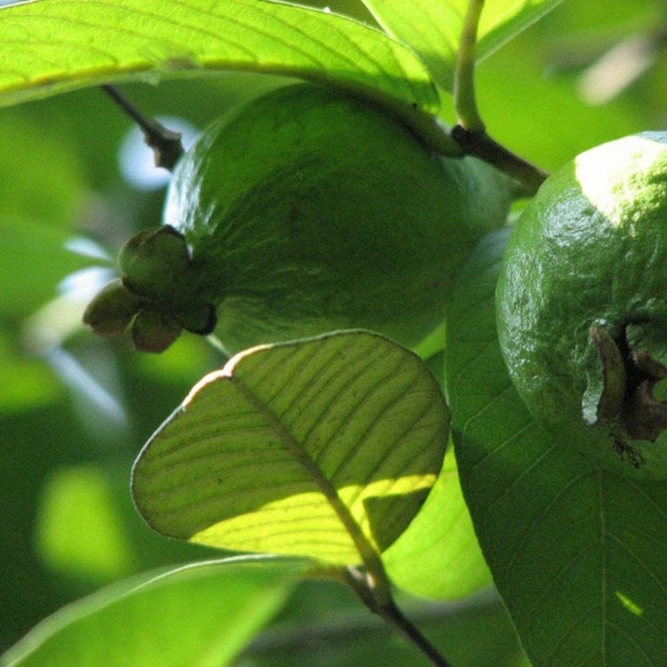 Guava Leaf Tea 500g Dried Psidium Guajava Leaves Natural Sun Dried Herbal Tea quality and texture
