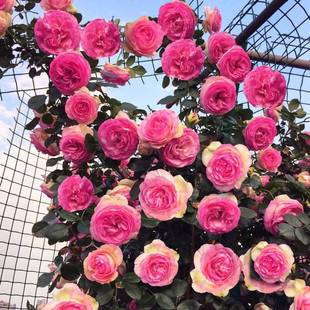 �ٱ��¼������ͥԺ����ֲ��õ���Nޱ���������̨�ļ��_��