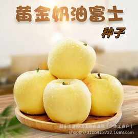 奶油富士苹果种黄金奶油富士苹果特级苹果种子爆甜多汁颗颗甄选