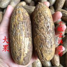千眼菩提子原籽大果胖老果新果小果精品菩提果手把玩挂件文玩