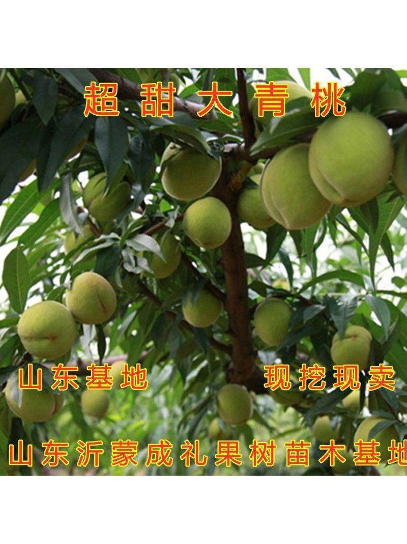 超甜大青桃树苗嫁接桃苗水蜜桃黄桃冬桃苗桃树苗盆地栽南北方种植