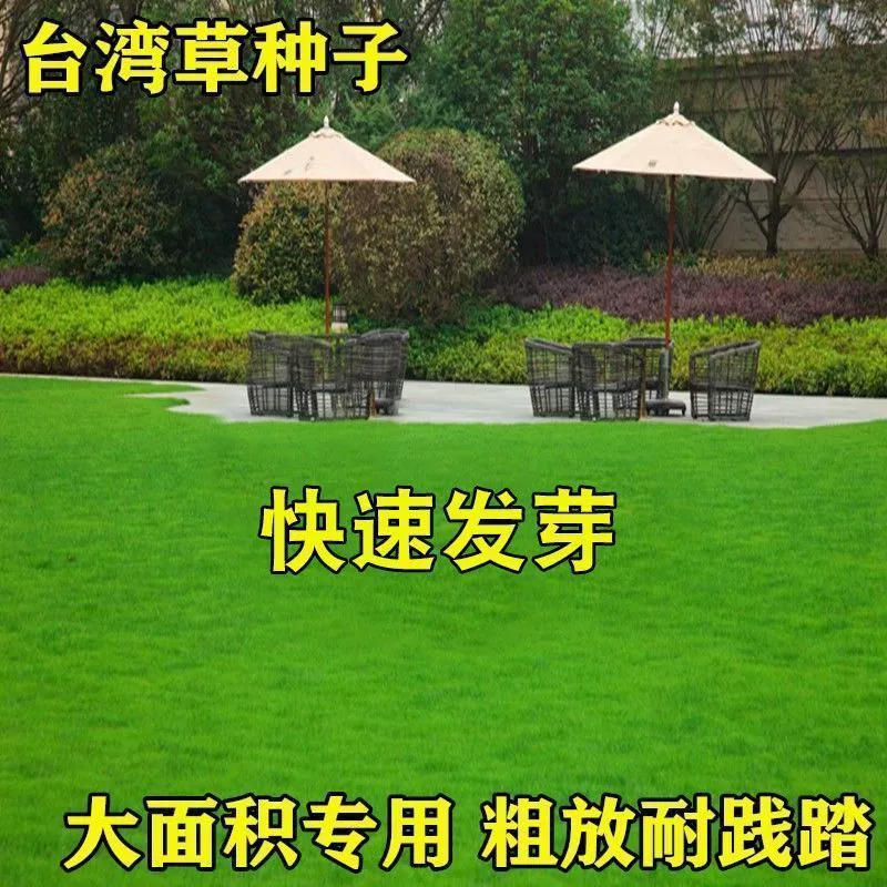 Тайвань № 2 семена газона, семена травы, карликовая четырехсезонная зеленая трава семена Тайвань зеленые семена Тайвань