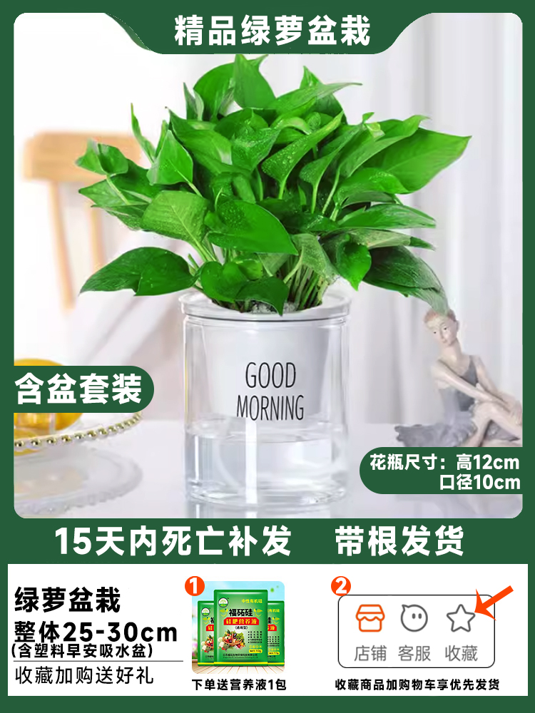 [포트 포함 조합] 포토스 + 영양액이 담긴 굿모닝 포트