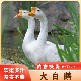 鸡蛋;皮蛋类;鸡肉类