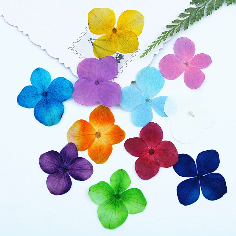 Гортензия цветная окрашенная сушеные цветы, сопровождающие цветы, образец растения рамка закладки для украшения лица