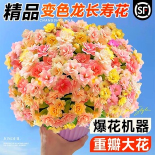 ��Ʒ���L�ۻ����Ԏ������ļ��_�ذ껨��׃ɫ�����F�ͺ����ܴ�ȫ