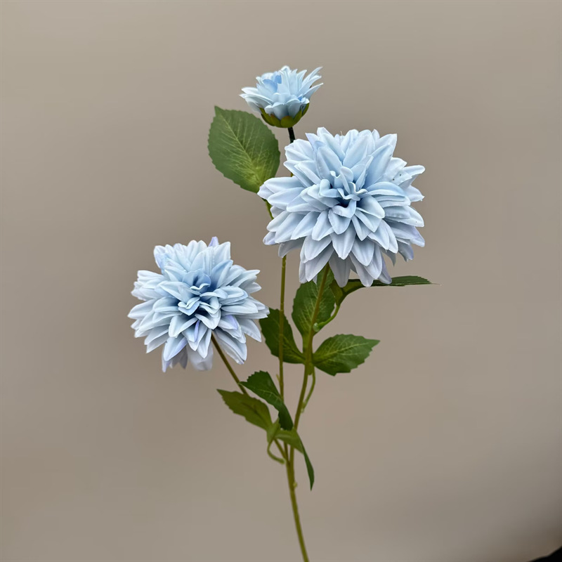 세 머리의 달리아