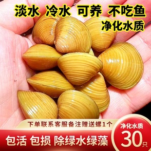 Specialized in Eating Fish Feces, Golden Small River Clams, Clam Purification, Water Quality Ornamental Snails, Live Shells, Live Cleaning