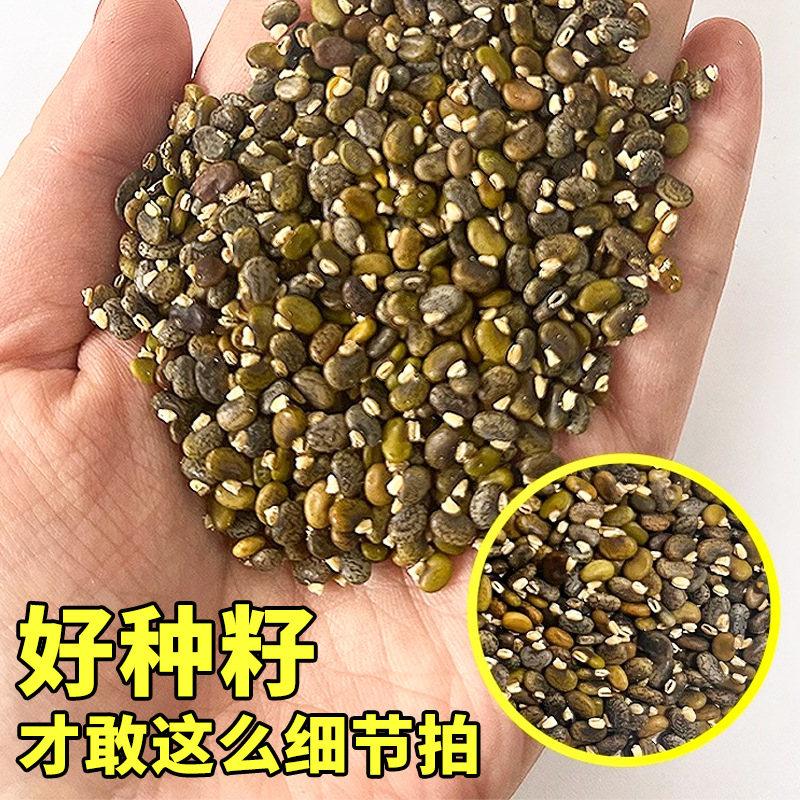 山毛豆种孑护坡固土荒山地造林灌木草籽白灰毛豆道路绿化野草种种