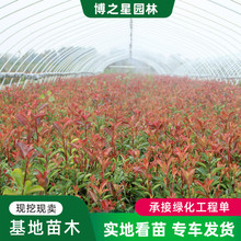 红叶石楠小苗基地批发园林工程绿化苗木行道点缀色块绿篱红火焰苗