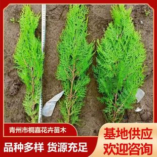 �������l����� �S��� ������� ɫ�K�����G����ľƷ�Nȫ