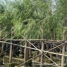 ���䴹���������ֱ�����l4-20��