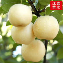 梨树果苗新品种地栽特大苹果梨翠冠沙梨四季南方北方种植果树果苗