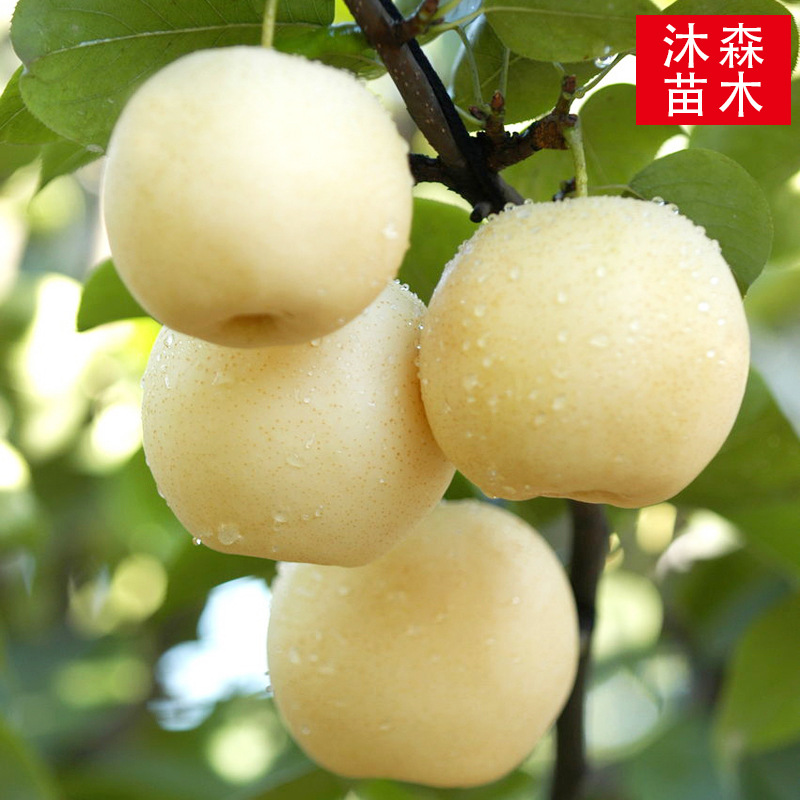 梨树果苗新品种地栽特大苹果梨翠冠沙梨四季南方北方种植果树果苗