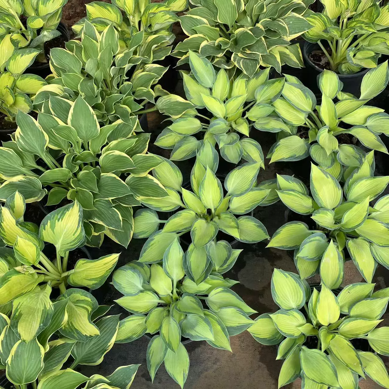 Многолетние морозостойкие и теневыносимые растения Нефритовая шпилька для рассады цветов Пара пластин с листьями Вилла Сад Пейзаж Ветер корень Трава