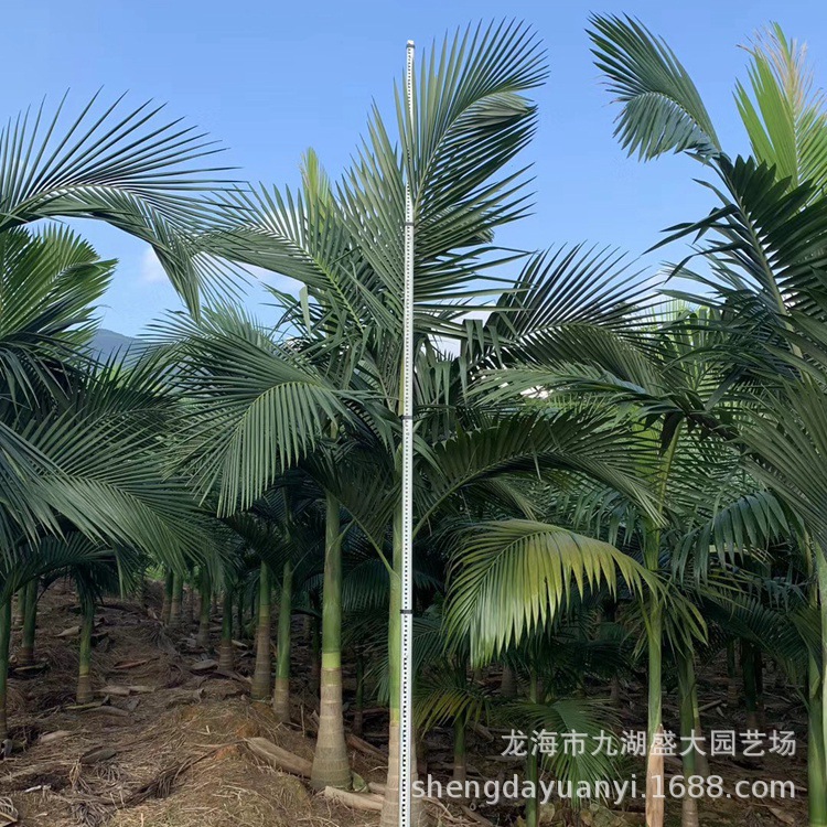 IMG_7671(20200628-174621)