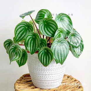 ����Ƥ���������k���҃����ļ����Bˮ������Сֲ�����Gֲ����