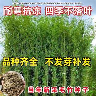 Large-Scale Moso Bamboo Seeds, Green Bamboo Seedlings, Rigid Bamboo, Four-Season Bamboo, Edible Bamboo Shoots, Large Green Bamboo and Yellow Bamboo Seeds