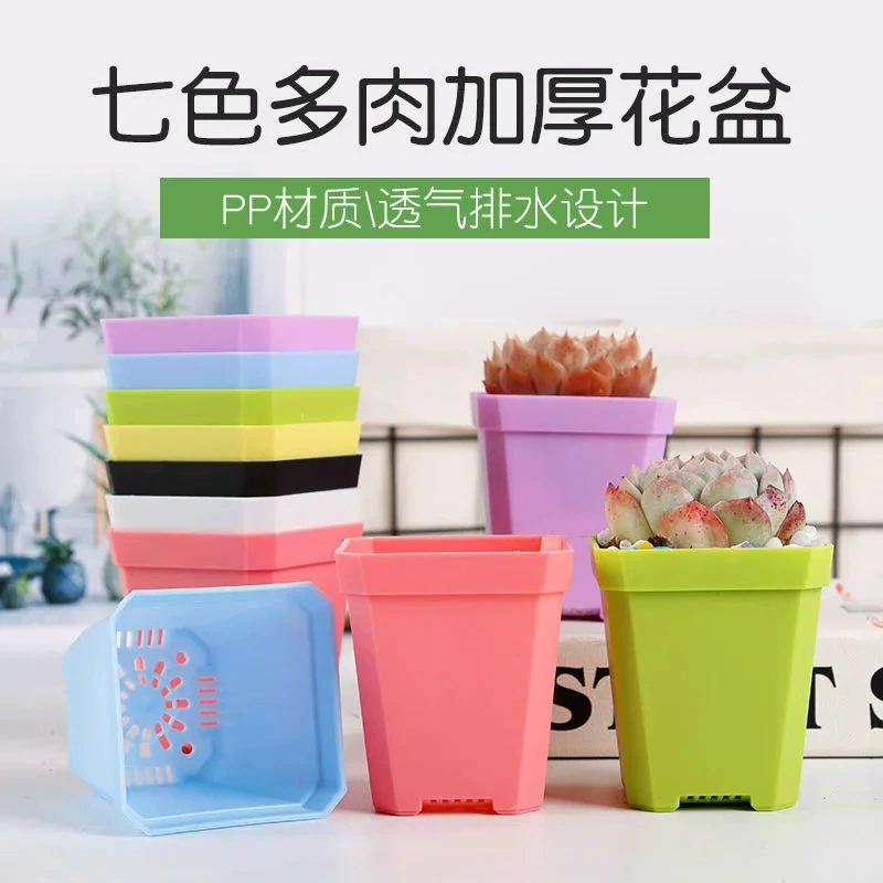 Красочный сочный цветочный горшок для гостиной с мясом и черенками для ухода за мясом