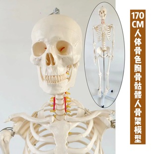 Human Body Full Sternum Skeleton Skeleton Ornaments Skeleton Teaching Popular Science Specimen Film and Television Props 170cm Orthopedics