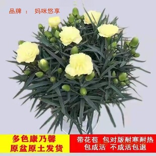 ����ܰ�������l؛�ļ��_���͏dͥԺ�^�p�͝��㻨���r�����Ժ��B��