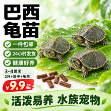 乌龟活物巴西龟小乌龟活体观赏宠物龟大乌龟水龟红耳龟活物情侣龟