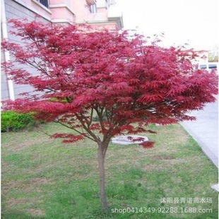 Japanese Red Maple Seedlings for Sale, Available in Various Varieties for All Seasons, Large Quantity Discounts