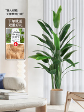 WLGֲB҃ȼֲQm͏d߶pb[