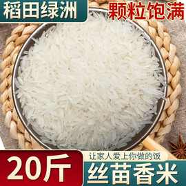 2023年当季晚稻丝苗长粒香米新米象牙米茉莉香米大米猫牙油粘米