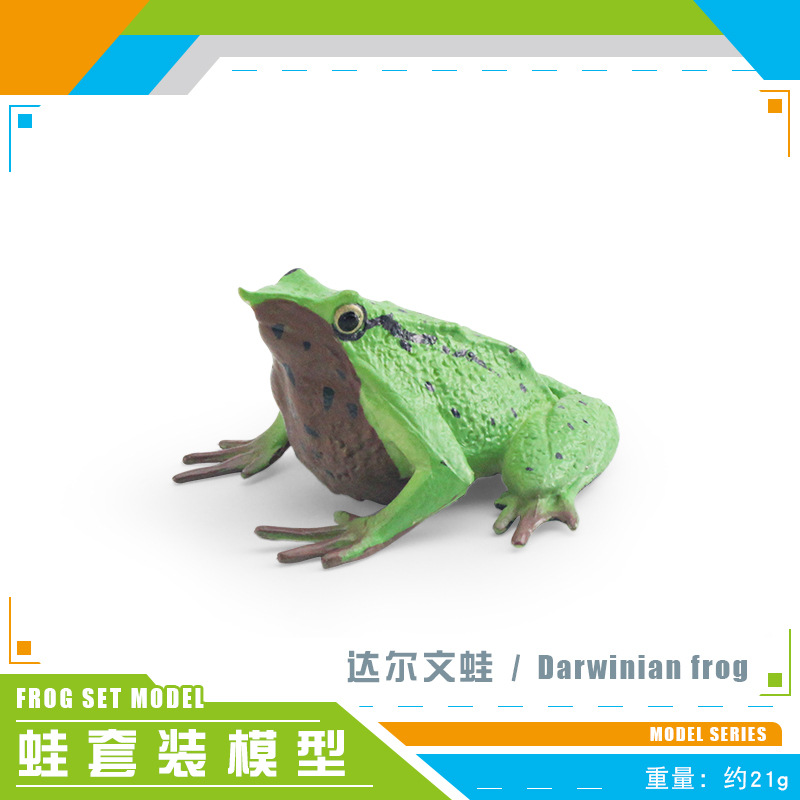 BL-1338 Rana Darwin 21g