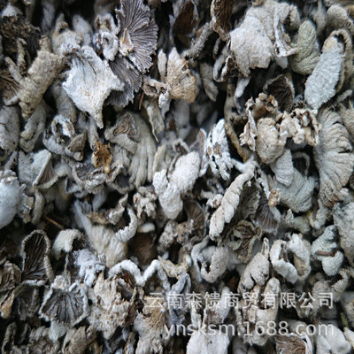 White Ginseng bacteria Boletus Origin Wholesale Excellent quality Good dryness Beautiful colors