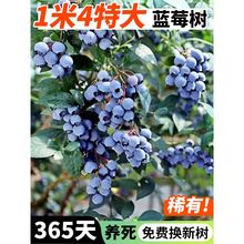 【1米4超大苗】l25蓝莓树果苗特大号地栽带果南北方种植当年结果