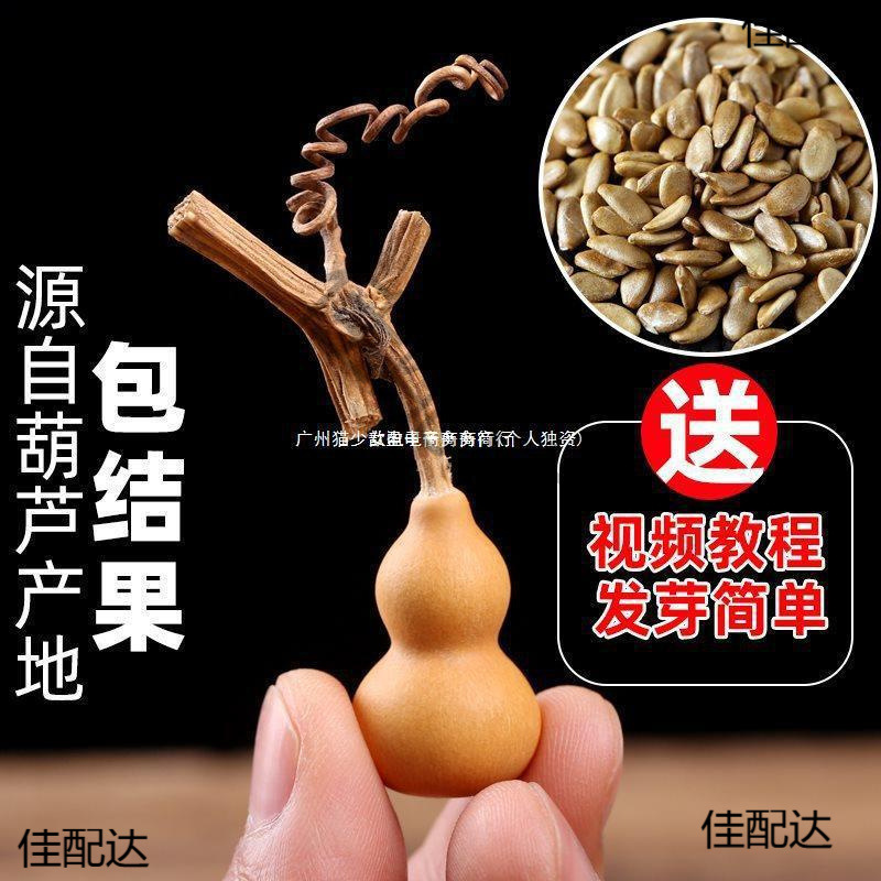 葫芦籽小葫芦种子苗文玩手捻八宝大全盆栽观赏特大号巨型葫芦种子