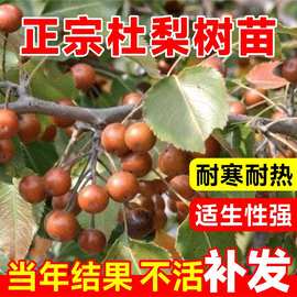 杜梨苗海棠梨树嫁接苗耐寒果树苗南北方盆栽地载四季种植当年结果