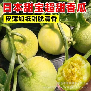 �ձ�������ϷN�ӱ�Ƥ��ϷN����ϷN�ϷN��¶�������طNֲ�ϷN