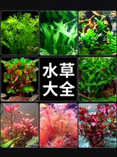 ˮ��ֲ���~���쾰��ˮ���ˮ�žGֲ��������~��ˮ��ˮ�|���B