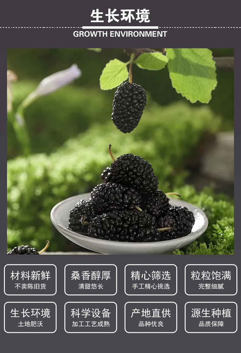 Dried Mulberry Fruit (Morus nigra) — Sulfur-Free Black Mulberry for Herbal Tea & Wellness key features
