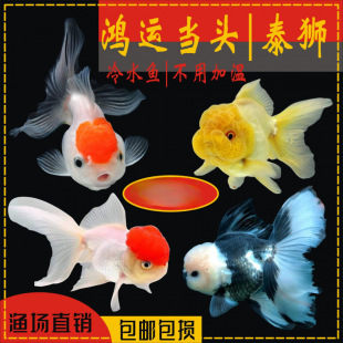 ���\���^���~ �^�p�~ �t�{���^���{���~��피t��ˮ�~��ˮ���üӜ�