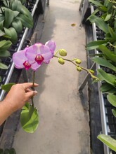 ����ֱ�������m3��ˮ�����_�Ŷ�2-3��߶�35-40cm����һ��30��