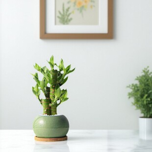 ���F�����Բ������҃���������Gֲ�k�����Ĳ������B�o���˾Gֲ