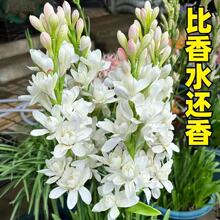 ��ɫ������N��ͥԺ¶�����̨�����ļ��_������������ֲ��������