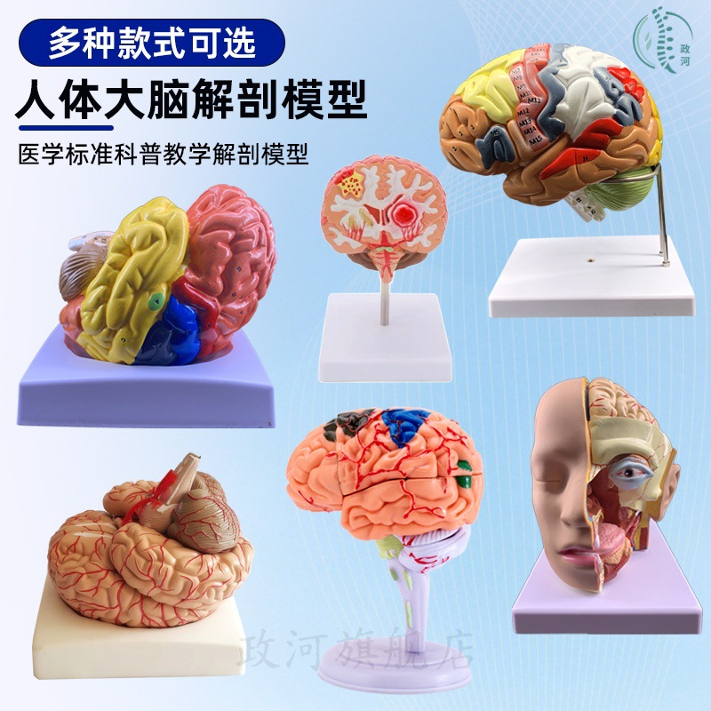Teaching simulation human brain anatomy model cerebral artery…