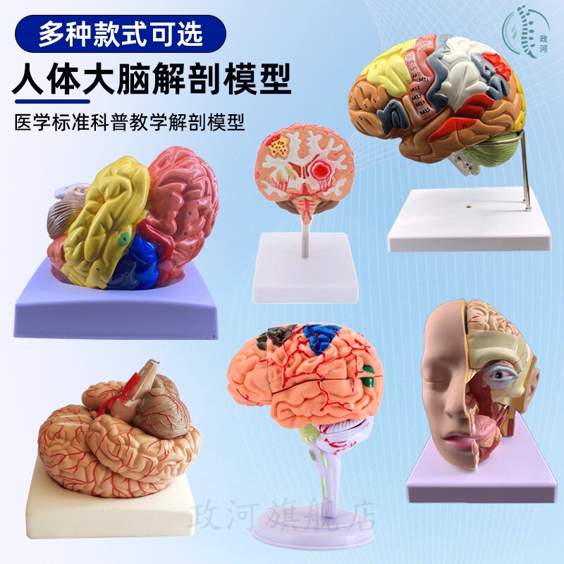 Teaching Simulation Human Brain Anatomy Model Brain Artery Structure Brain Nerve Brain Mold Brain Functional Area Color Classification Teaching Simulation Human Brain Anatomy Model Brain Artery Structure Brain Nerve Brain Mold Brain Functional Area Color Classification