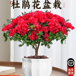 ���N�������ļ��_���������^�껨���҃�ֲ�ﻨ���B���̨�r���Gֲ