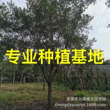 tƤŻl 㽭ȫڼtƤŃr MŹ