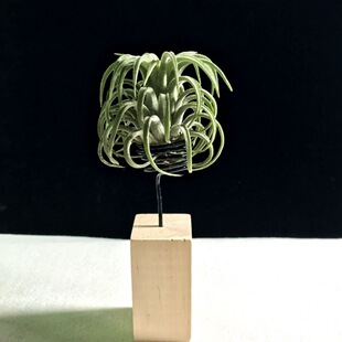 �՚��P��֧�ܺ�đ�b��м��B�C���F����ԭľ�����Fˇ��̖С̖