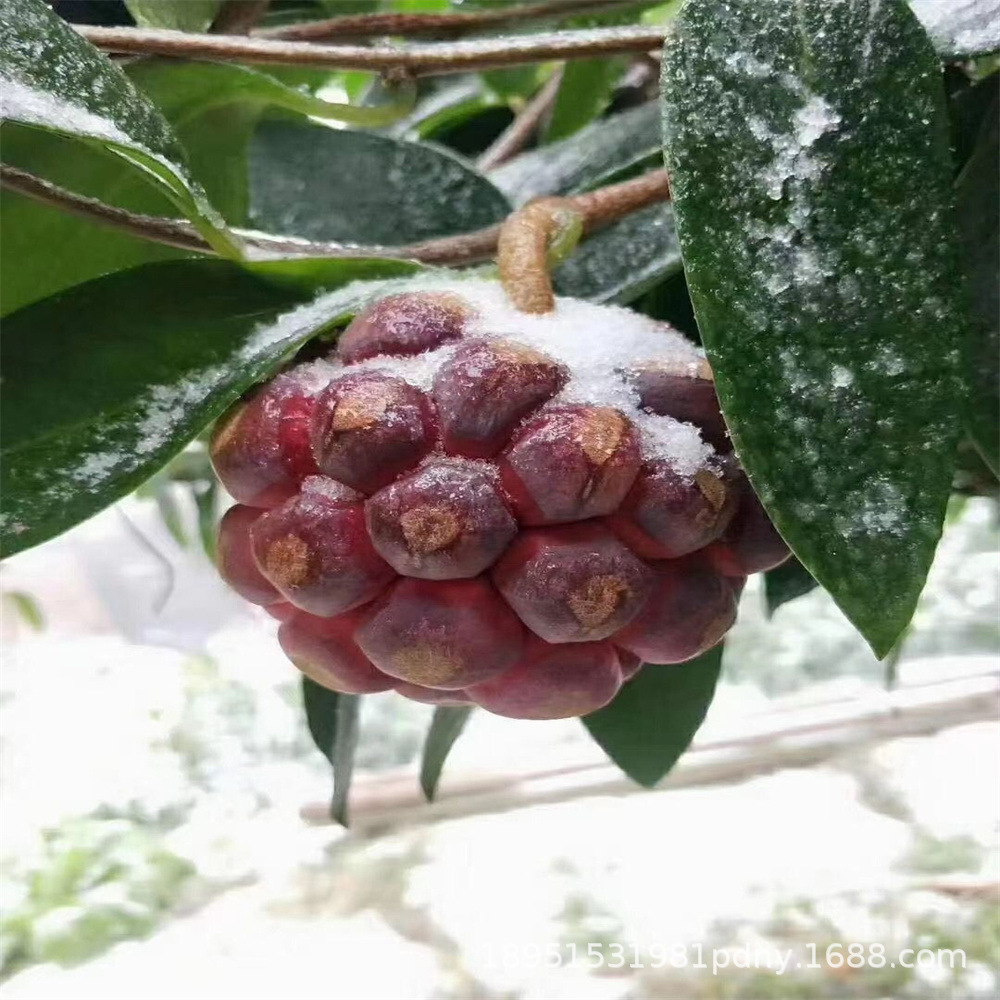 农科院黑老虎苗布福娜苗黑老虎树苗水果苗爬藤南北方种植当年结果