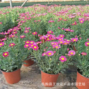 ľ���� ͥԺ�̨�^�p���� �������ض�N�ɫ���ݻ��ػ������^����