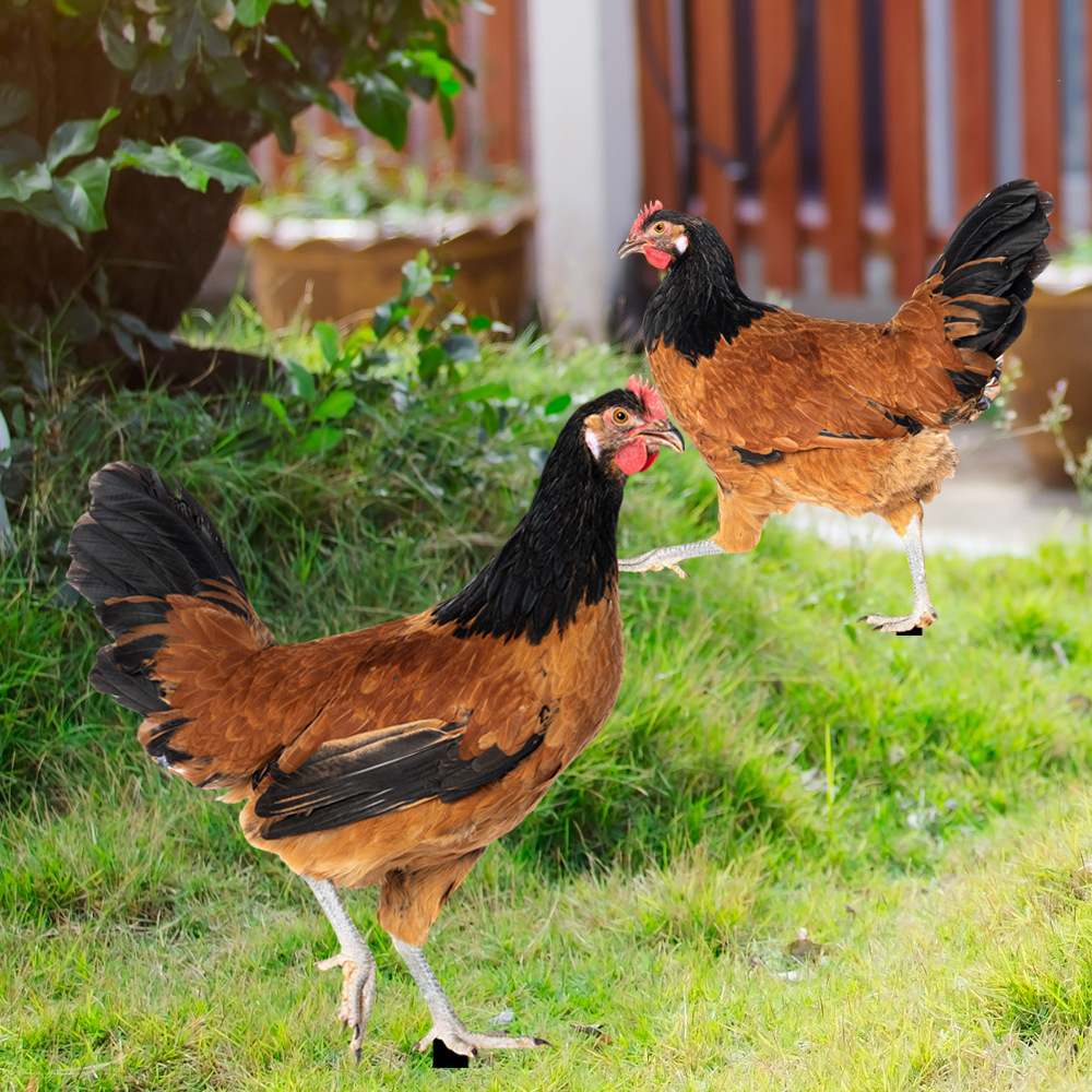 YKLU244 Acrylic Chicken Outdoor Courtyard Insert Garden Garden Yard Art Dual-Sided Pattern Decorative Stake